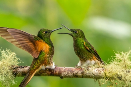 Picture of ECUADOR-GUANGO. BUFF-TAILED CORONET HUMMINGBIRDS FIGHTING.