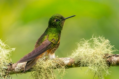 Picture of ECUADOR-GUANGO. BUFF-TAILED CORONET HUMMINGBIRD CLOSE-UP.