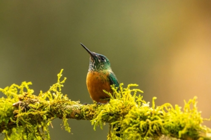 Picture of ECUADOR-GUANGO. LONG-TAILED SYLPH HUMMINGBIRD FEMALE ON LIMB.