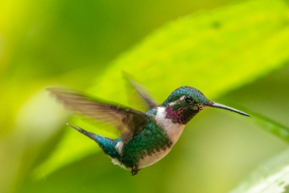 Picture of ECUADOR-GUANGO. WHITE-BELLIED WOODSTAR HUMMINGBIRD IN FLIGHT.