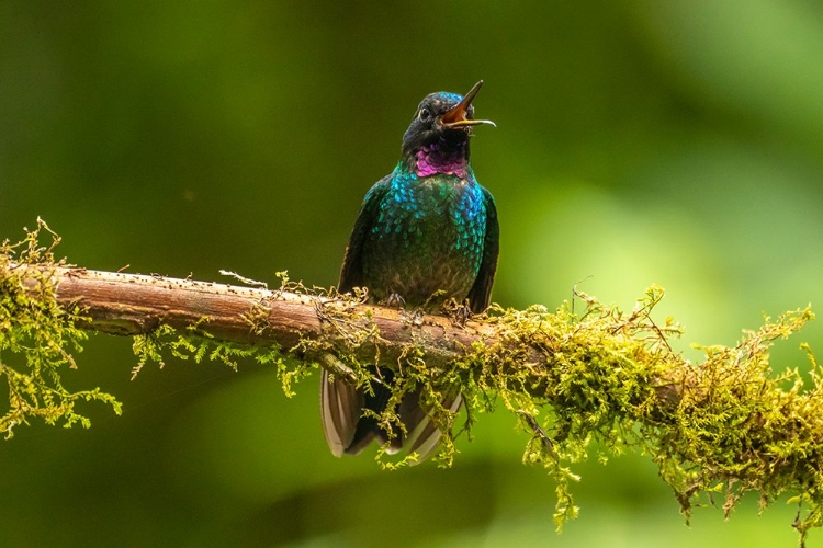 Picture of ECUADOR-GUANGO. TOURMALINE SUNANGEL HUMMINGBIRD CLOSE-UP.