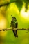 Picture of ECUADOR-GUANGO. BUFF-TAILED CORONET HUMMINGBIRD CLOSE-UP.