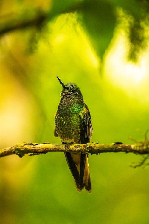 Picture of ECUADOR-GUANGO. BUFF-TAILED CORONET HUMMINGBIRD CLOSE-UP.