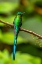 Picture of ECUADOR-GUANGO. LONG-TAILED SYLPH HUMMINGBIRD CLOSE-UP.