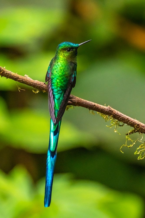 Picture of ECUADOR-GUANGO. LONG-TAILED SYLPH HUMMINGBIRD CLOSE-UP.