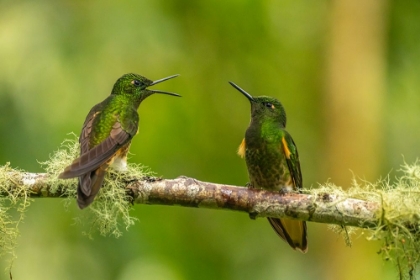 Picture of ECUADOR-GUANGO. BUFF-TAILED CORONET HUMMINGBIRDS CLOSE-UP.