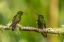 Picture of ECUADOR-GUANGO. BUFF-TAILED CORONET HUMMINGBIRDS CLOSE-UP.