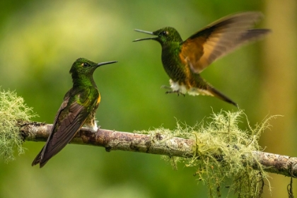 Picture of ECUADOR-GUANGO. BUFF-TAILED CORONET HUMMINGBIRDS FIGHTING.