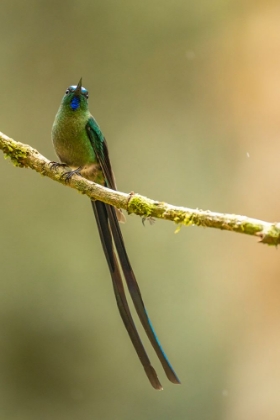 Picture of ECUADOR-GUANGO. LONG-TAILED SYLPH HUMMINGBIRD CLOSE-UP.