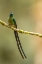 Picture of ECUADOR-GUANGO. LONG-TAILED SYLPH HUMMINGBIRD CLOSE-UP.