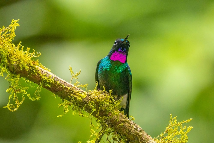 Picture of ECUADOR-GUANGO. TOURMALINE SUNANGEL HUMMINGBIRD CLOSE-UP.