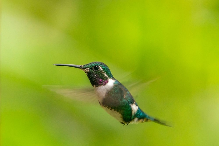 Picture of ECUADOR-GUANGO. WHITE-BELLIED WOODSTAR HUMMINGBIRD IN FLIGHT.