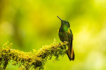 Picture of ECUADOR-GUANGO. BUFF-TAILED CORONET HUMMINGBIRD CLOSE-UP.