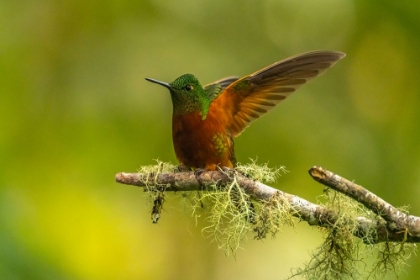 Picture of ECUADOR-GUANGO. CHESTNUT-BREASTED CORONET HUMMINGBIRD CLOSE-UP.