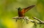 Picture of ECUADOR-GUANGO. CHESTNUT-BREASTED CORONET HUMMINGBIRD CLOSE-UP.