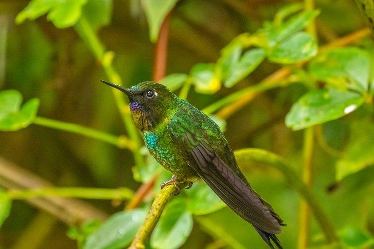 Picture of ECUADOR-GUANGO. TOURMALINE SUNANGEL HUMMINGBIRD CLOSE-UP.