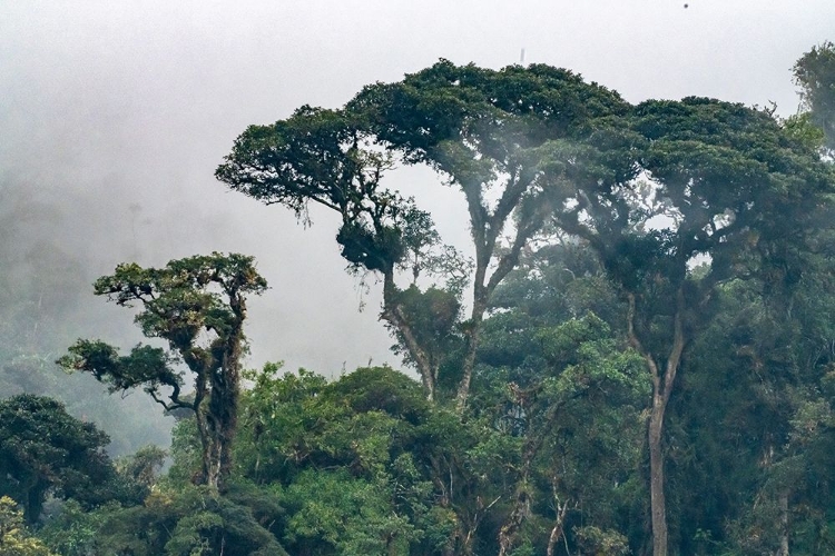 Picture of ECUADOR-GUANGO. CLOUDS IN JUNGLE LANDSCAPE.