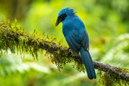 Picture of ECUADOR-GUANGO. TURQUOISE JAY ON LIMB.