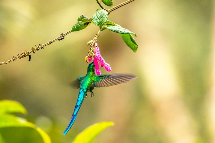 Picture of ECUADOR-GUANGO. LONG-TAILED SYLPH HUMMINGBIRD FEEDING ON FLOWER NECTAR.