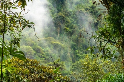 Picture of ECUADOR-GUANGO. CLOUD IN JUNGLE LANDSCAPE.