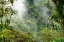 Picture of ECUADOR-GUANGO. CLOUD IN JUNGLE LANDSCAPE.