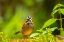 Picture of ECUADOR-GUANGO. RUFOUS-COLLARED SPARROW CLOSE-UP.