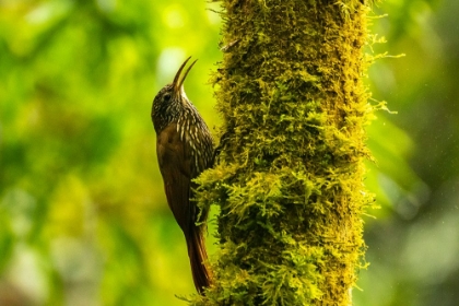 Picture of ECUADOR-GUANGO. STREAKED-HEADED WOODCREEPER BIRD ON TREE TRUNK.