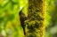 Picture of ECUADOR-GUANGO. STREAKED-HEADED WOODCREEPER BIRD ON TREE TRUNK.
