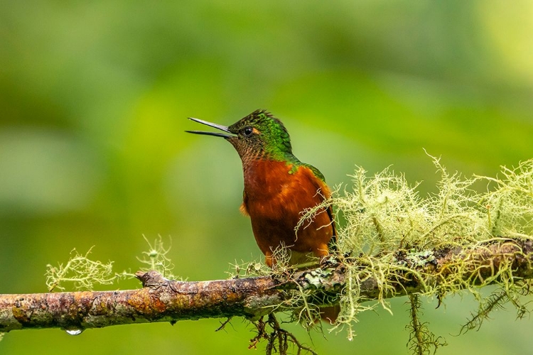 Picture of ECUADOR-GUANGO. CHESTNUT-BREASTED CORONET HUMMINGBIRD CLOSE-UP.