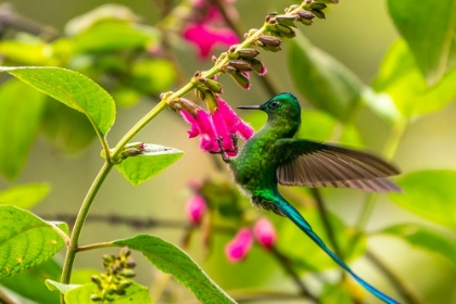 Picture of ECUADOR-GUANGO. LONG-TAILED SYLPH HUMMINGBIRD FEEDING ON FLOWERS.
