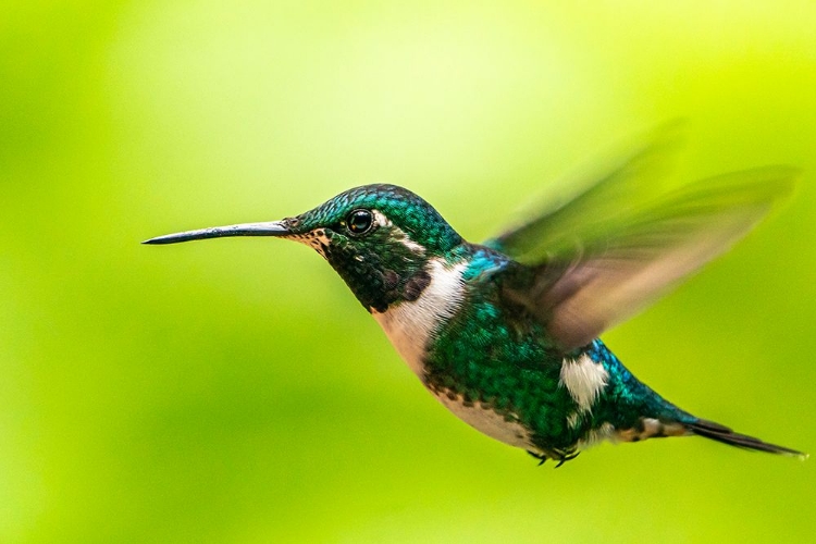 Picture of ECUADOR-GUANGO. WHITE-BELLIED WOODSTAR HUMMINGBIRD IN FLIGHT.