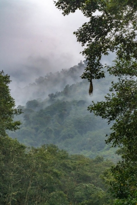 Picture of ECUADOR-GUANGO. CLOUD IN JUNGLE LANDSCAPE.