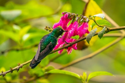 Picture of ECUADOR-GUANGO. TOURMALINE SUNANGEL HUMMINGBIRD FEEDING ON FLOWERS.