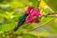 Picture of ECUADOR-GUANGO. TOURMALINE SUNANGEL HUMMINGBIRD FEEDING ON FLOWERS.
