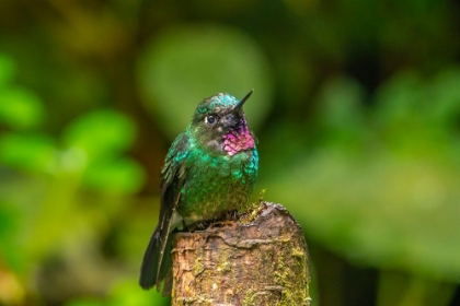 Picture of ECUADOR-GUANGO. TOURMALINE SUNANGEL HUMMINGBIRD CLOSE-UP.