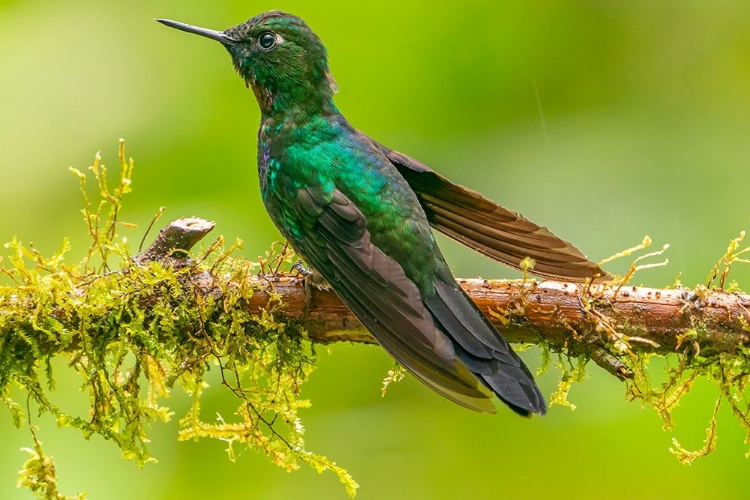 Picture of ECUADOR-GUANGO. TOURMALINE SUNANGEL HUMMINGBIRD CLOSE-UP.