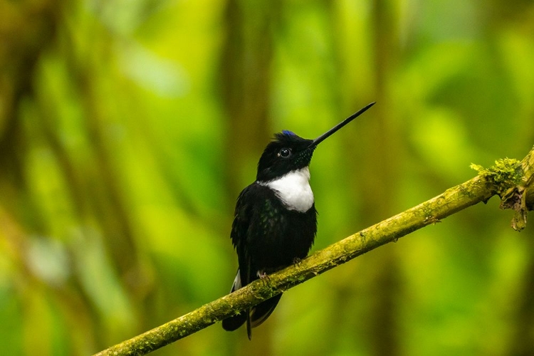 Picture of ECUADOR-GUANGO. COLLARED INCA HUMMINGBIRD CLOSE-UP.