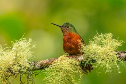 Picture of ECUADOR-GUANGO. CHESTNUT-BREASTED CORONET HUMMINGBIRD CLOSE-UP.