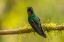 Picture of ECUADOR-GUANGO. TOURMALINE SUNANGEL HUMMINGBIRD CLOSE-UP.