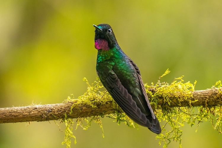 Picture of ECUADOR-GUANGO. TOURMALINE SUNANGEL HUMMINGBIRD CLOSE-UP.