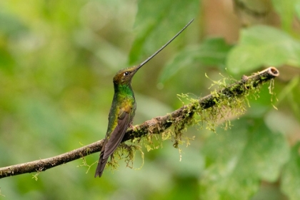 Picture of ECUADOR-GUANGO. SWORDBILL HUMMINGBIRD CLOSE-UP.