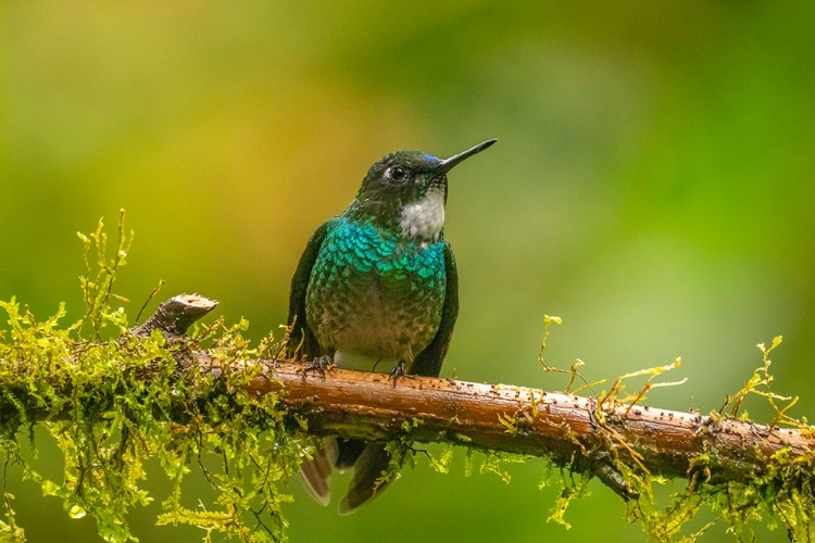 Picture of ECUADOR-GUANGO. TOURMALINE SUNANGEL HUMMINGBIRD CLOSE-UP.