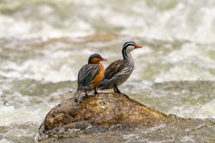 Picture of ECUADOR-GUANGO. TWO TORRENT DUCKS ON ROCK IN RUSHING WATER.