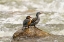 Picture of ECUADOR-GUANGO. TWO TORRENT DUCKS ON ROCK IN RUSHING WATER.