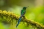 Picture of ECUADOR-GUANGO. LONG-TAILED SYLPH HUMMINGBIRD CLOSE-UP.