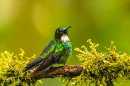 Picture of ECUADOR-GUANGO. TOURMALINE SUNANGEL HUMMINGBIRD CLOSE-UP.