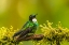 Picture of ECUADOR-GUANGO. TOURMALINE SUNANGEL HUMMINGBIRD CLOSE-UP.