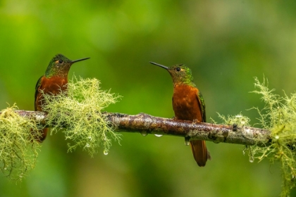 Picture of ECUADOR-GUANGO. CHESTNUT-BREASTED CORONET HUMMINGBIRDS CLOSE-UP.