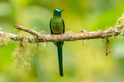 Picture of ECUADOR-GUANGO. LONG-TAILED SYLPH HUMMINGBIRD CLOSE-UP.