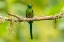 Picture of ECUADOR-GUANGO. LONG-TAILED SYLPH HUMMINGBIRD CLOSE-UP.